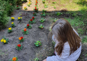 Dziewczynka sadzi kwiatki w ogrodzie przedszkolnym